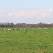 La gestion du pâturage est complexe à cause du déséquilibre permanent entre l'offre fourragère, variable selon les conditions climatiques, et les besoins du troupeau, quasi constants sur une période donnée. Crédit photo : AC