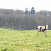 Beaucoup d’éleveurs craignent, à tord ou à raison, une résurgence de la DNC à la période de la mise à l’herbe, avec la pression des insectes hématophages...