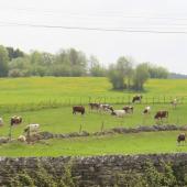 Une des voies de cette autonomie alimentaire est la gestion de l’herbe à destination de l’alimentation des troupeaux bovins laitiers. Crédit photo : A.Coronel