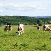Le suivi individuel reste essentiel pour ajuster la ration au plus juste. Crédit photo : A.Coronel