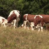 La sécheresse estivale a compromis le pâturage et la constitution de stocks fourragers pour les producteurs en lait de foin.