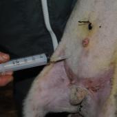 L'injection d'une solution de glucose avant de réchauffer l'agneau nouveau-né en hypothermie améliore ses chances de survie. Crédit photo : CIIRPO