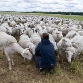 Une étude récente a permis de vérifier que le pâturage hivernal était compatible avec le bien-être animal et les performances zootechniques. Crédit photo : Cirpo