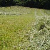 Attention aux taupières qui sont responsables de listériose. Crédit photo : Ciirpo