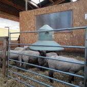 Les graines de soja crues se substituent aux céréales dans la ration des brebis et des agneaux. Crédit photo : CIIRPO