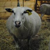 Légende : les brebis qui portent plus de deux agneaux sont particulièrement sensibles. Crédit photo : CIIRPO