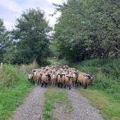 Rentrer en bergerie des agneaux d’herbe est toujours délicat. Crédit photo : CIIRPO