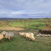 Un des ateliers de la journée technique du CIIRPO sera consacré aux intérêts de faire pâturer les brebis derrière les vaches en hiver