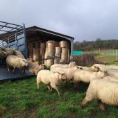 En hiver, une partie des brebis pâture chez des voisins éleveurs de bovins. CP : CIIRPO