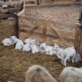 Les agneaux sont sensibles aux parasites dès leur plus jeune âge. Crédit photo : CIIRPO