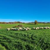 L’herbe résiduelle en début d’hiver serait perdue si elle n'était pas pâturée. Crédit photo : CIIRPO