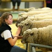 La laine est un sous-produit de la production ovine dont la valorisation est devenue difficile. Crédit photo SIA-Ap-Foucha