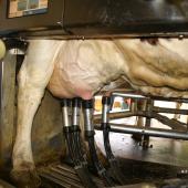 La robotisation de la traite a de nombreuses conséquences sur la conduite et le management du troupeau laitier. Crédit photo : AC