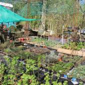 La production de plants potagers de variétés anciennes et rustiques, avec de nombreux légumes perpétuels… Crédit photo : A.Coronel