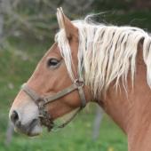 180 élèves de cinq établissements agricoles réunis à la MFR de Combeaufontaine pour le concours de pointage du cheval Comtois, le 9 octobre.