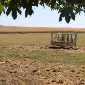 La sécheresse combinée à des température élevées fait basculer les graminées en mode survie : c’est la dormance estivale, un arrêt végétatif en attendant le retour de conditions favorables. Crédit photo : A.Coronel
