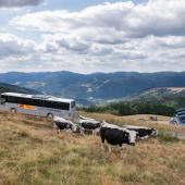 Ce programme permet aux collectivités de soutenir l’élevage herbager, dont les aménités positives bénéficient largement à la société (qualité de l’eau, beauté des paysages, biodiversité…) Crédit photo : Parc régional des ballons des Vosges