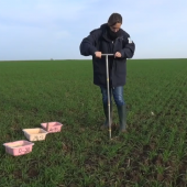 Pour être représentatif de la parcelle, le prélèvement des échantillons de terre destinés à la mesure du reliquat azoté de sortie d’hiver obéit à des règles bien précises.
