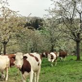 La complémentation minérale est utile dès qu’un animal peut présenter des pertes en minéraux, particulièrement lors de périodes de stress comme les changements alimentaires, la mise à l’herbe...