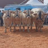 Une, Ulla, Une Vache et et Théodat, 2ème prix d'élevage pour l'Earl Mougin.