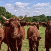 Les éleveurs ont choisi la race Salers pour sa rusticité et sa facilité de vêlage.