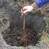 Les pépiniéristes présents à la Sainte Catherine proposent des plants racines nues parmi leurs assortiments végétaux.