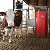 Dans l’organisation d’un pâturage avec robot de traite, il faut créer du mouvement, de sorte que les vaches aient toujours à manger de l’herbe fraîche. Ici, une porte de tri autorise les vaches à sortir que si elles se sont faites traire récemment.