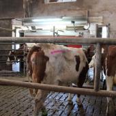 Un robot de traite Lely Astronaut A5 Next est venu remplacer le A4 initialement installé. Crédit photo : AC