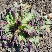 Les vagues de chaleur ont fait des dégât sur les cultures légumières : ici une salade de plein champ grillée par le soleil. Crédit photo : Noémie Cadoux/CA39