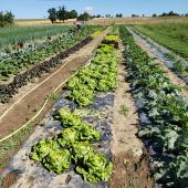 Il existe bien une offre et une demande en fruits et légumes frais et locaux, mais très marginale en termes de volumes. Crédit photo : AC