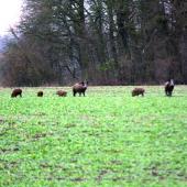Face à la fréquence et l'importance des dégâts causés par les sangliers sur les parcelles agricoles, la DDT a promulgué un arrêté autorisant les tirs nocturnes de prélèvement.