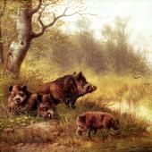 Sangliers de la Forêt Noire croqués par Moritz Muller en 1880.