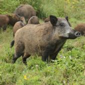 Le nombre de sangliers tués chaque année a été multiplié par un facteur de 20 depuis les années 70, ce qui donne une idée de la dynamique de sa population.