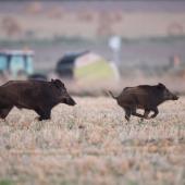 La dynamique des populations de sangliers est impressionnante : le nombre d’animaux abattus chaque année atteint désormais le million. Crédit photo : FDC de l’Oise