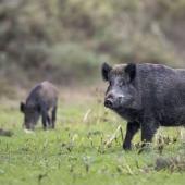 Les saccages des sangliers viennent encore dégrader des bilans fourragers déjà très déficitaires du fait de la sécheresse sans précédent.