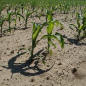 La sécheresse 2022 a entraîné d'importantes pertes d'exploitation en Haute-Saône.