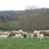 Une transition de quelques jours est nécessaire pour les brebis qui allaitent CP : CIIRPO