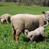 Les jeunes agneaux parviennent à développer une immunité face aux tiques. CP : CIIRPO