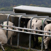 Ce système marque les agneaux qui entrent dans le parc sélectif du nourrisseur. Crédit photo : CIIRPO