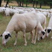 Pour être efficace, un traitement à la moxidectine nécessite des animaux en bon état. Crédit photo : CIIRPO