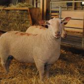 La génétique est un des leviers pour lutter contre la résistance des strongles digestifs aux antiparasitaires. Crédit photo : CIIRPO