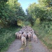 Les agneaux d’herbe sont sevrés plus tôt. Crédit photo : CIIRPO