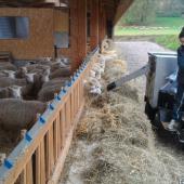Les charges de mécanisation pèse de plus en plus lourdement sur le revenu des éleveurs ovins. Crédit photo : CIIRPO