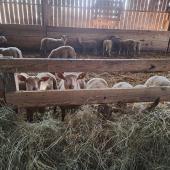 Reporter la vente des agneaux est possible avec la contrainte de la longueur d’auge. Crédit photo : CIIRPO
