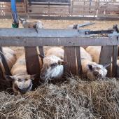 avec l’enrubannage, les agneaux n’affichent pas de désordres intestinaux. Crédit photo : CP :  CIIRPO