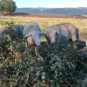 Dans le cadre de la PAC, la taille des haies, arbres et bosquets est interdite entre le 16 mars et 15 août. L’affouragement n’est donc possible qu’à partir du 16 août. Crédit photo : CIIRPO