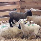 Le soin aux agneaux malades consiste en l’administration d’un antibiotique associé à un anti-inflammatoire, délivrés sur ordonnance. Crédit photo : CIIRPO