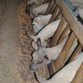 Les minéraux jouent un rôle sur la santé et la productivité du troupeau. Crédit photo : CIIRPO