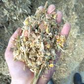 Le maïs épi, c’est d’abord du grain. Crédit photo : CIIRPO