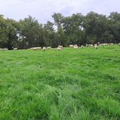 La valeur alimentaire des prairies permanentes en automne est équivalente à celle du début de printemps. Crédit photo : CIIRPO